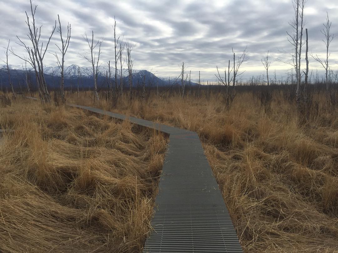 This boardwalk could go on forever and Id gladly walk along it.hiking alaska outdoors springin…