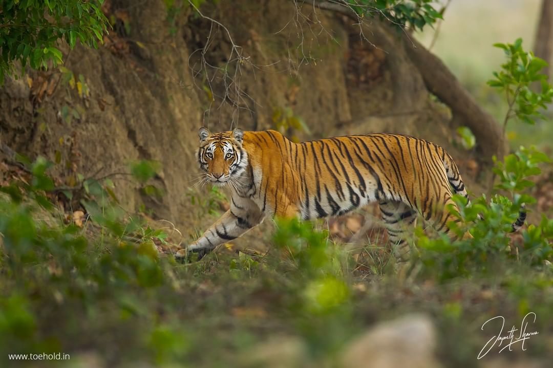 The other day when I was looking at my mediocre collection of Tigers in India, Mediocre – compared…