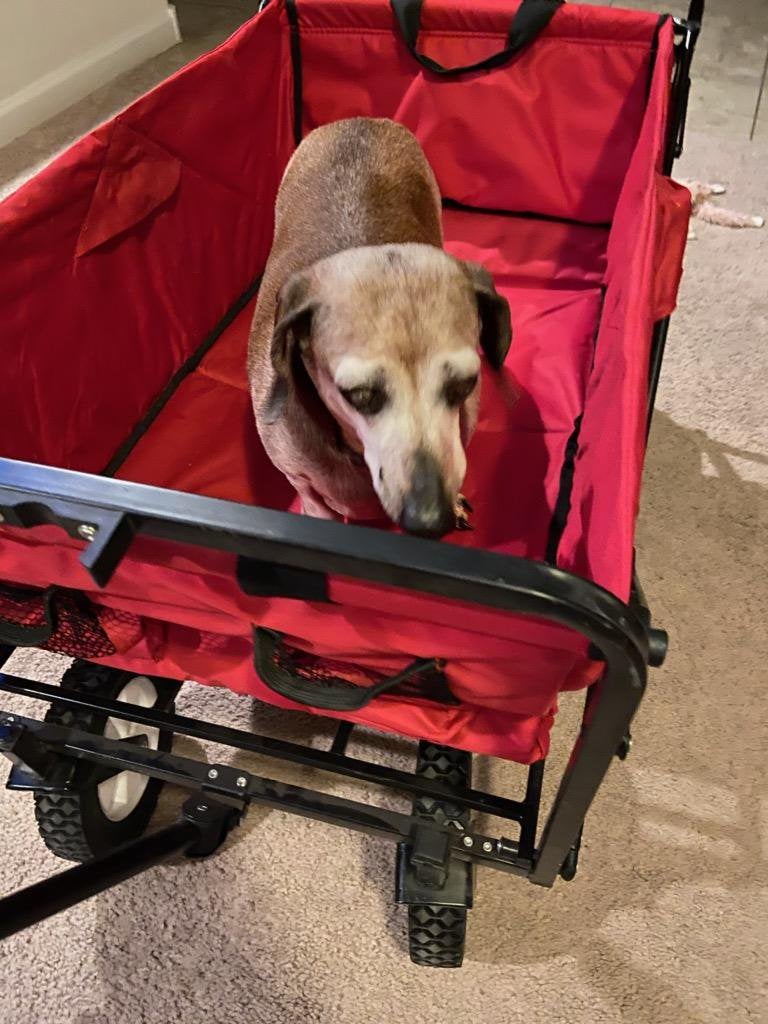 My mom got a wagon for my childhood dog 16 so he can go on walks again Dilbert used to hike with me but he has arthritis and cant see too well, so Im happy he will get to go on adventures again.