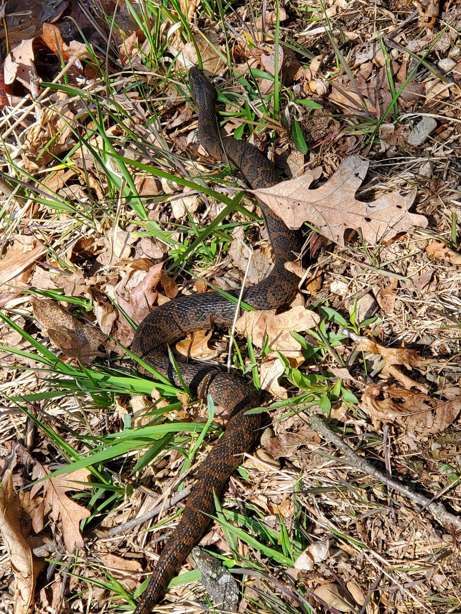 Beautiful specimen I ran into on my morning hike.