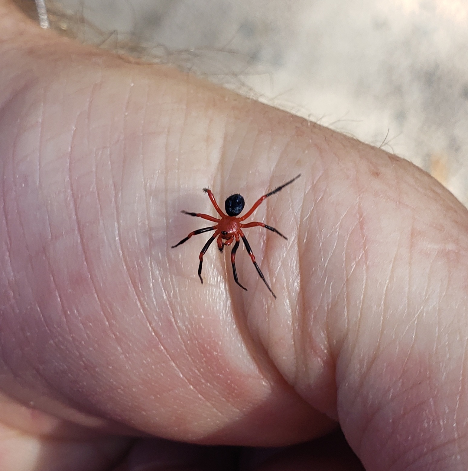 On an Easter hike in the northern end of Tasmania, Australia. Anyone know what this bro is