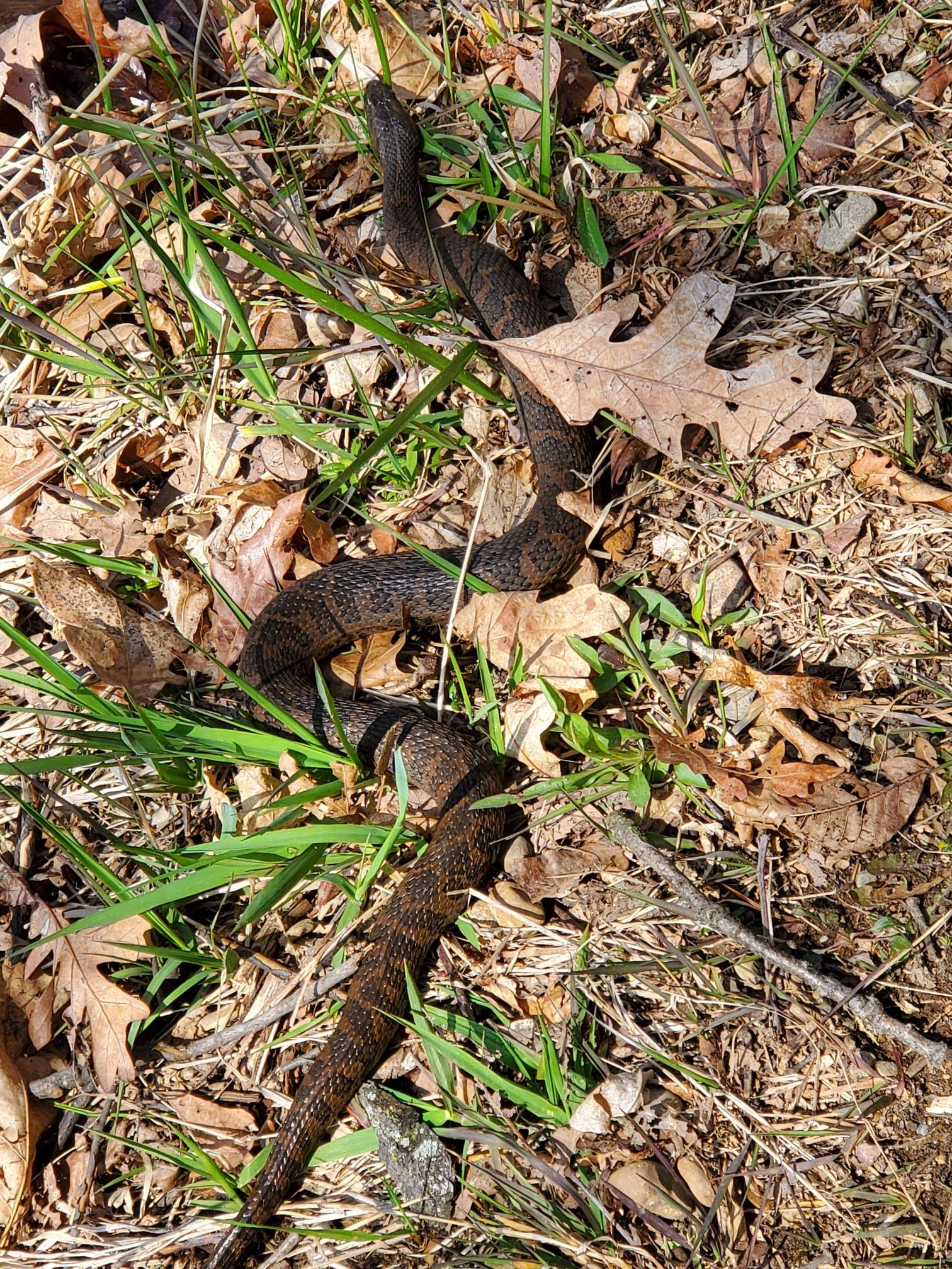 Met a new friend on the hike this morning.