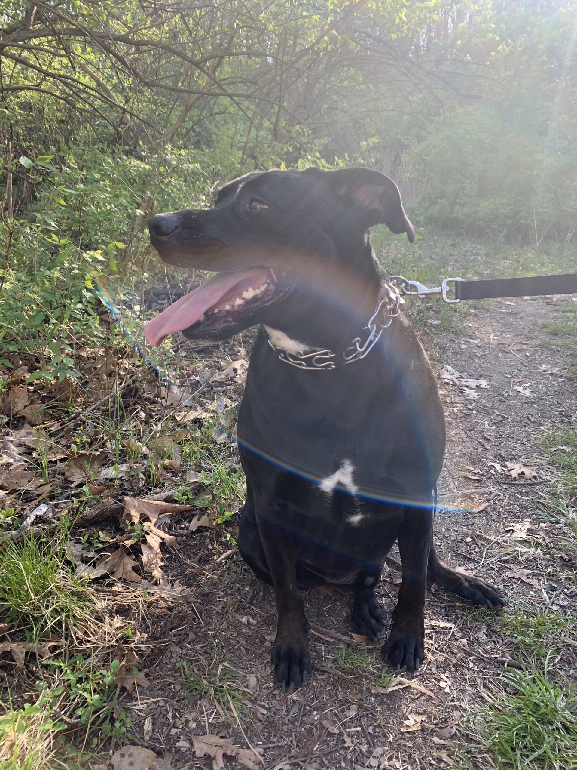 Handsome boi on a hike