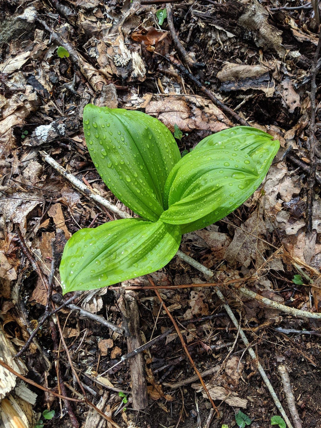 Found hiking in Northern Georgia, hardiness zone 6b7a.