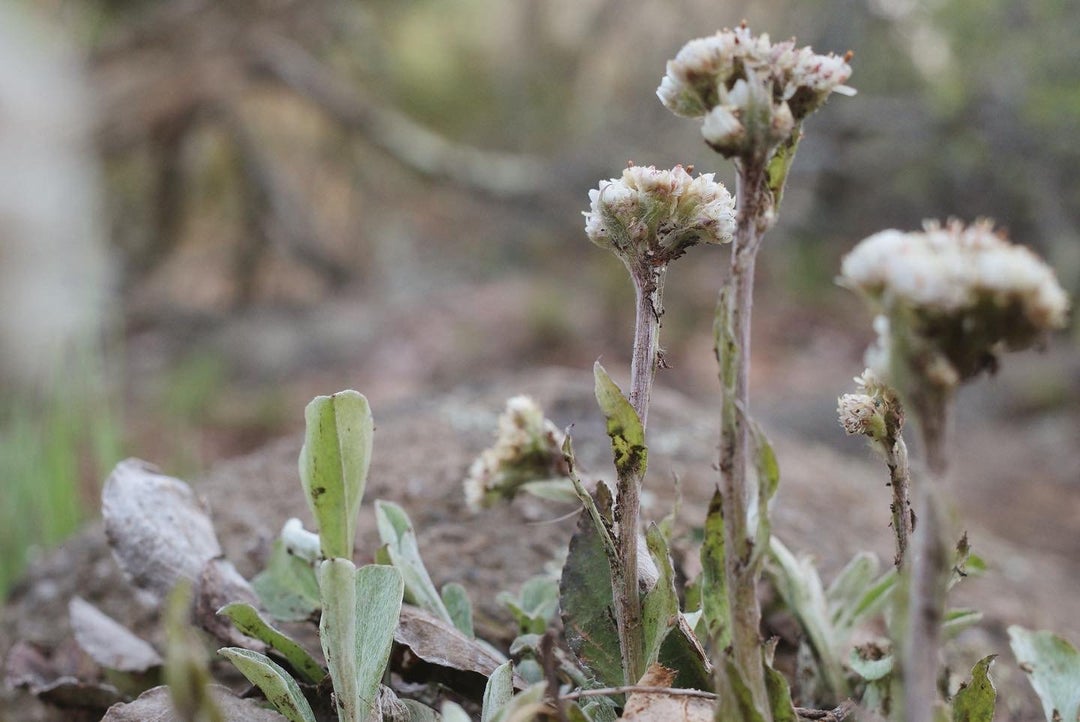 portraits of nature from my hike today