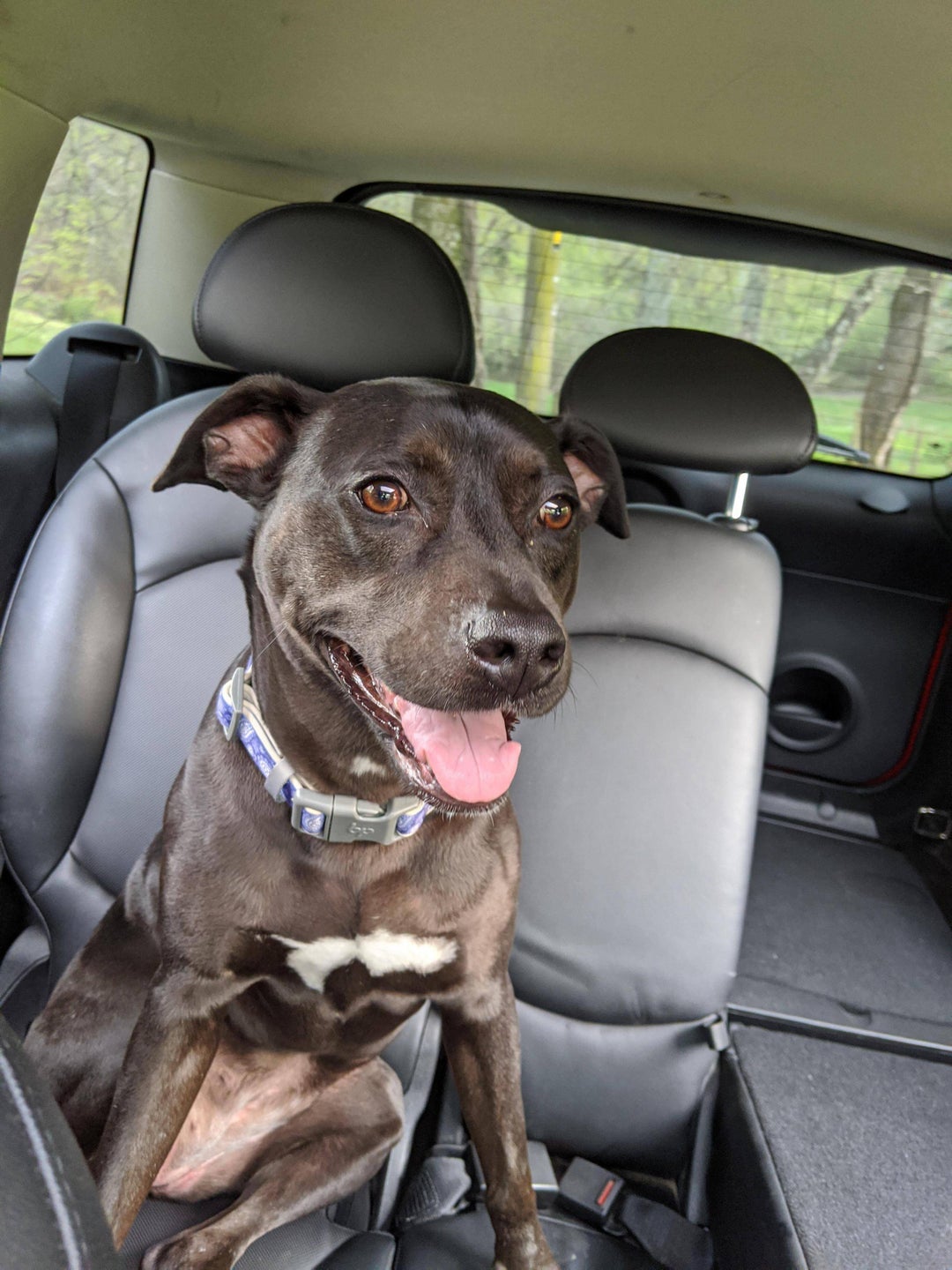 A very happy Lily after a long hike