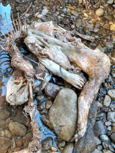 Friend went hiking and found this… We cant figure out what it is. Im guessing a coyote but it looks like a human hand, too