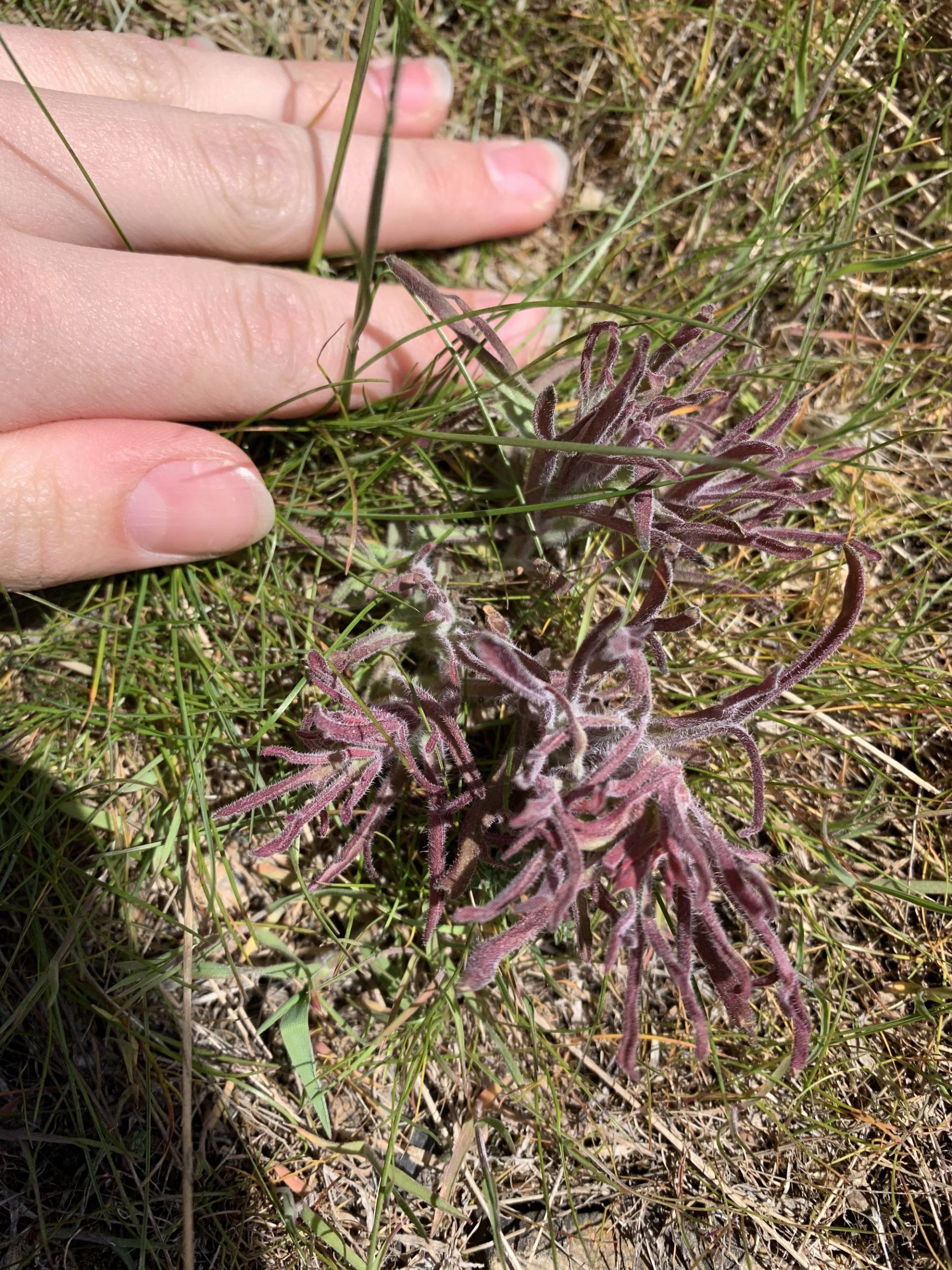 Plant ID, found in Northern Utah, high up in the Wasatch mountains. Saw a few others on this hike but Ive never seen this plant before and Ive lived here my whole life. Any ideas