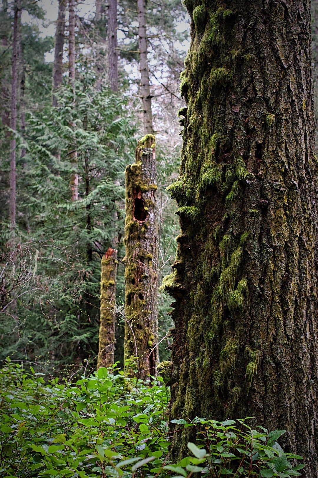 This time last year hiking around Mt Stewart and beyond just outside Victoria