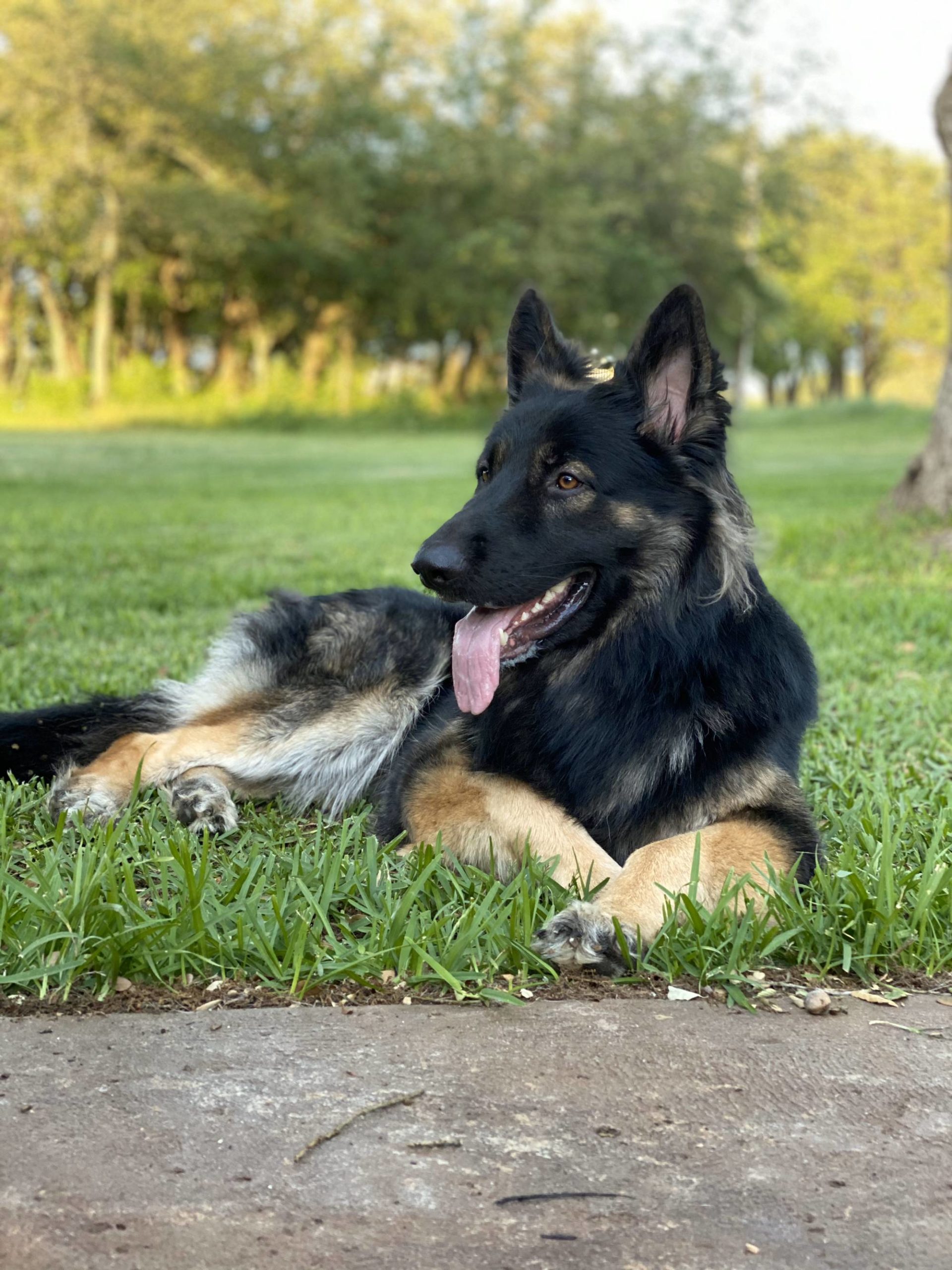 My very handsome, long haired, East German Shepherd chilling after a three mile hike.