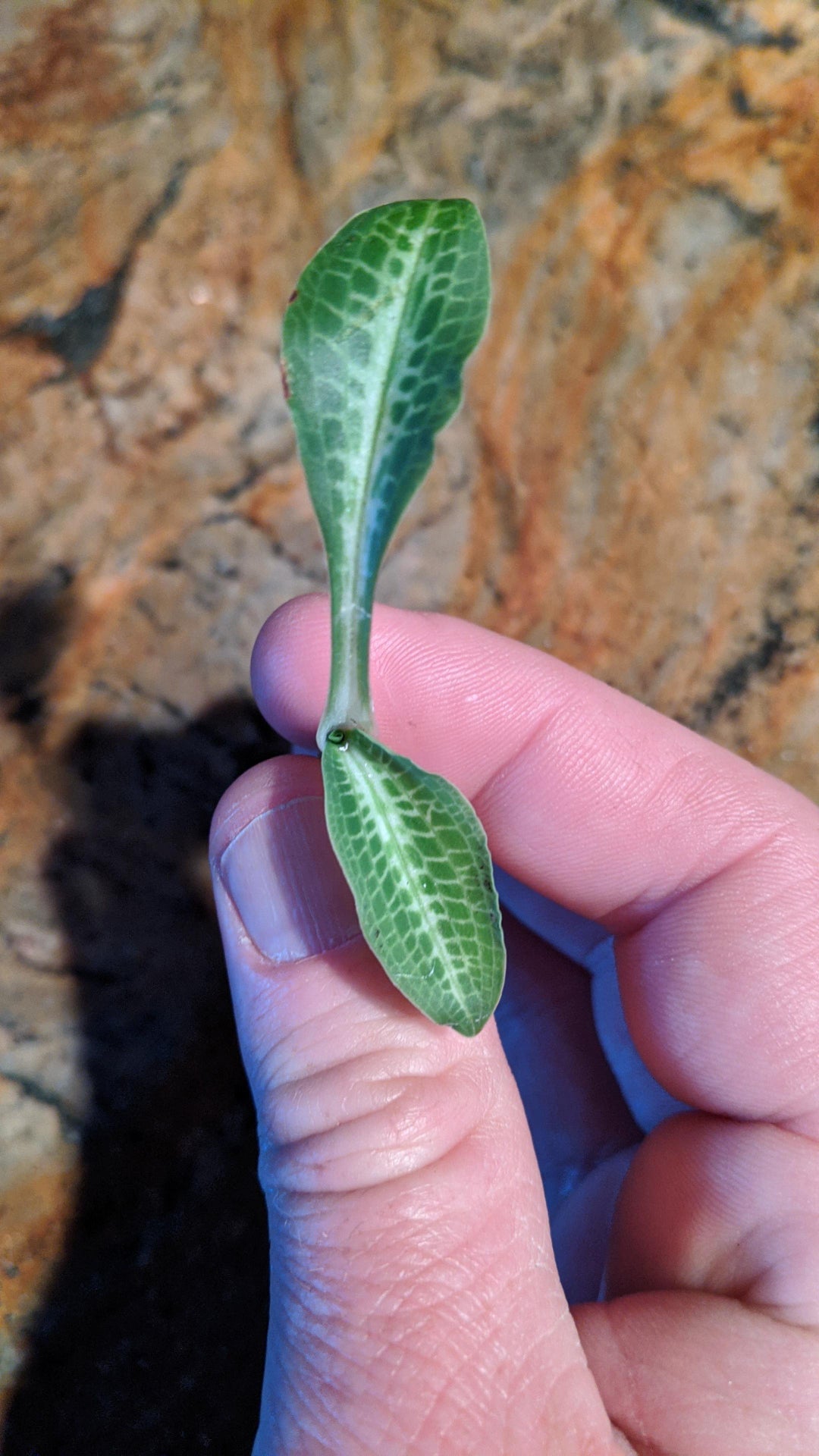 Friend gives me cuttings she finds on hikes. This was found in California. Could not identify on plant net or anywhere else.