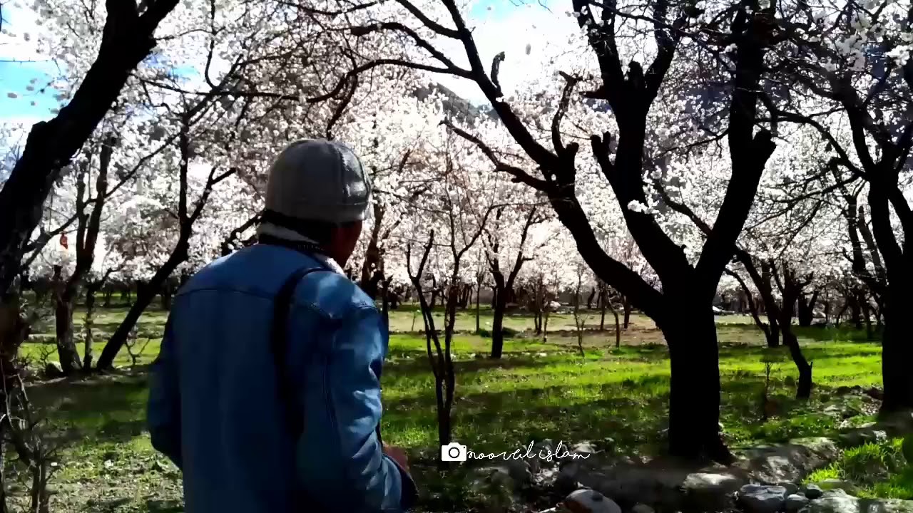 Hiking the Apricot blossoms trail Kargil Ladakh