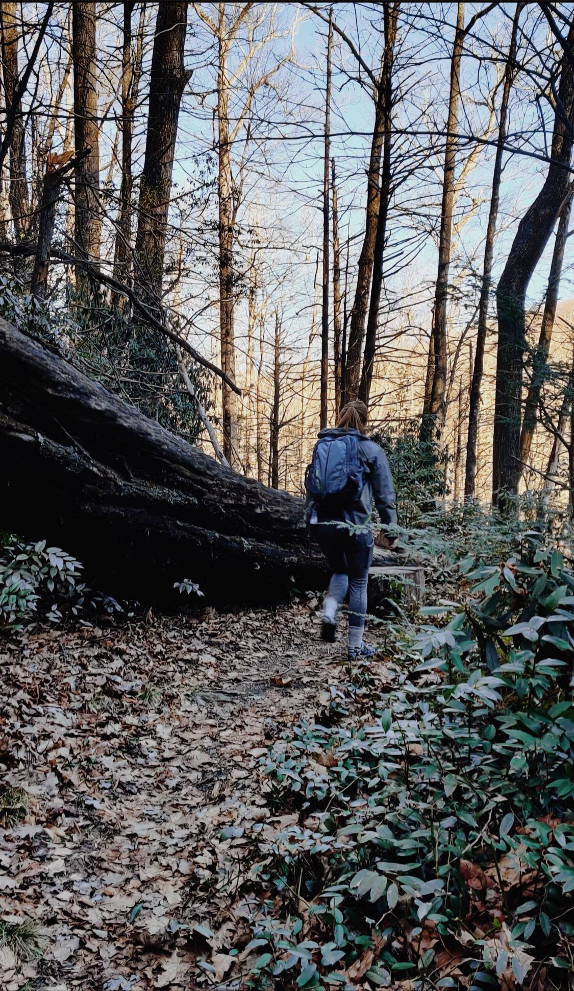 Pisgah National Forest