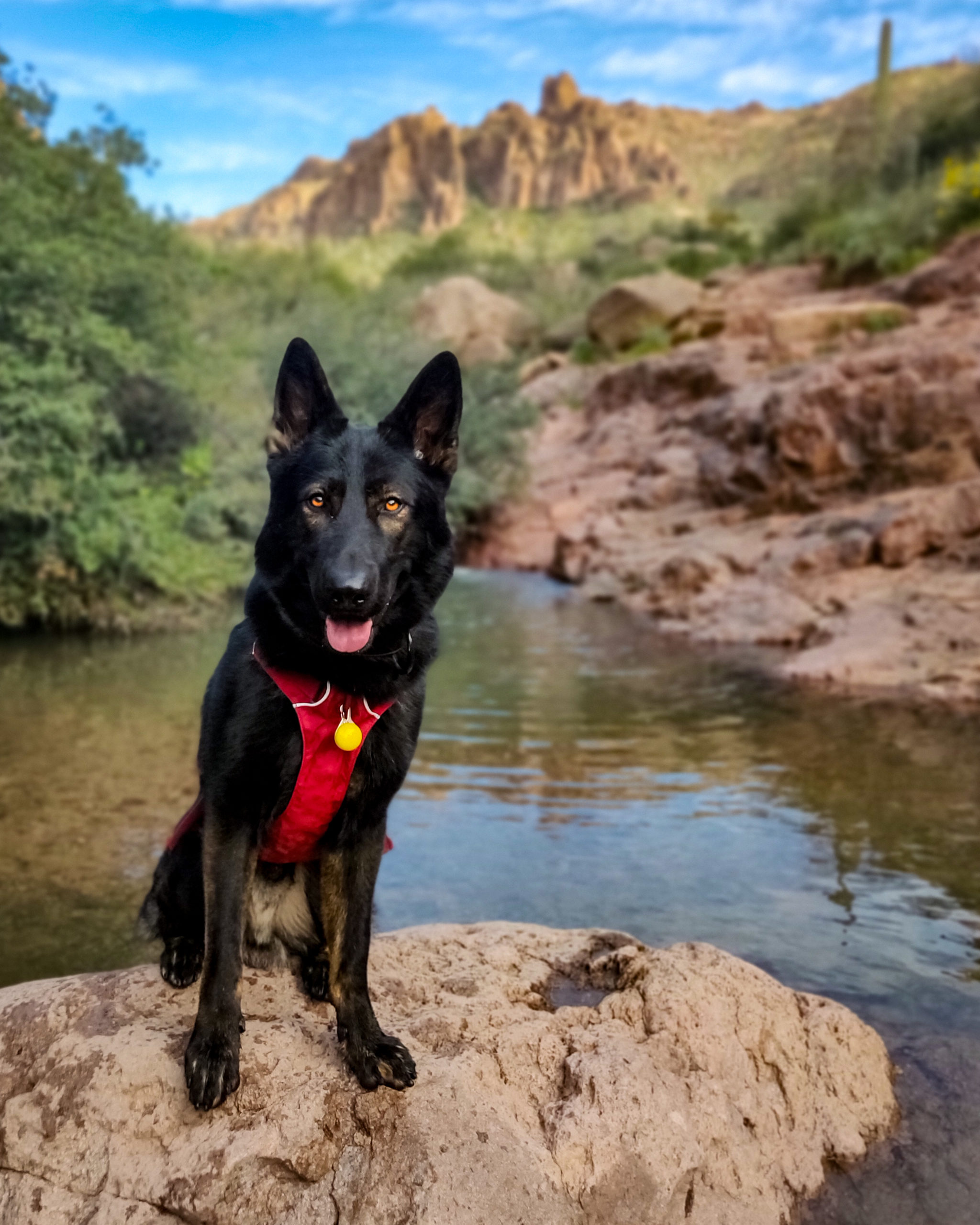 One of my favorite photos of our 52 hike challenge for 2020 before the trail closed, Peralta Trail, Gold Canyon, AZ, USA