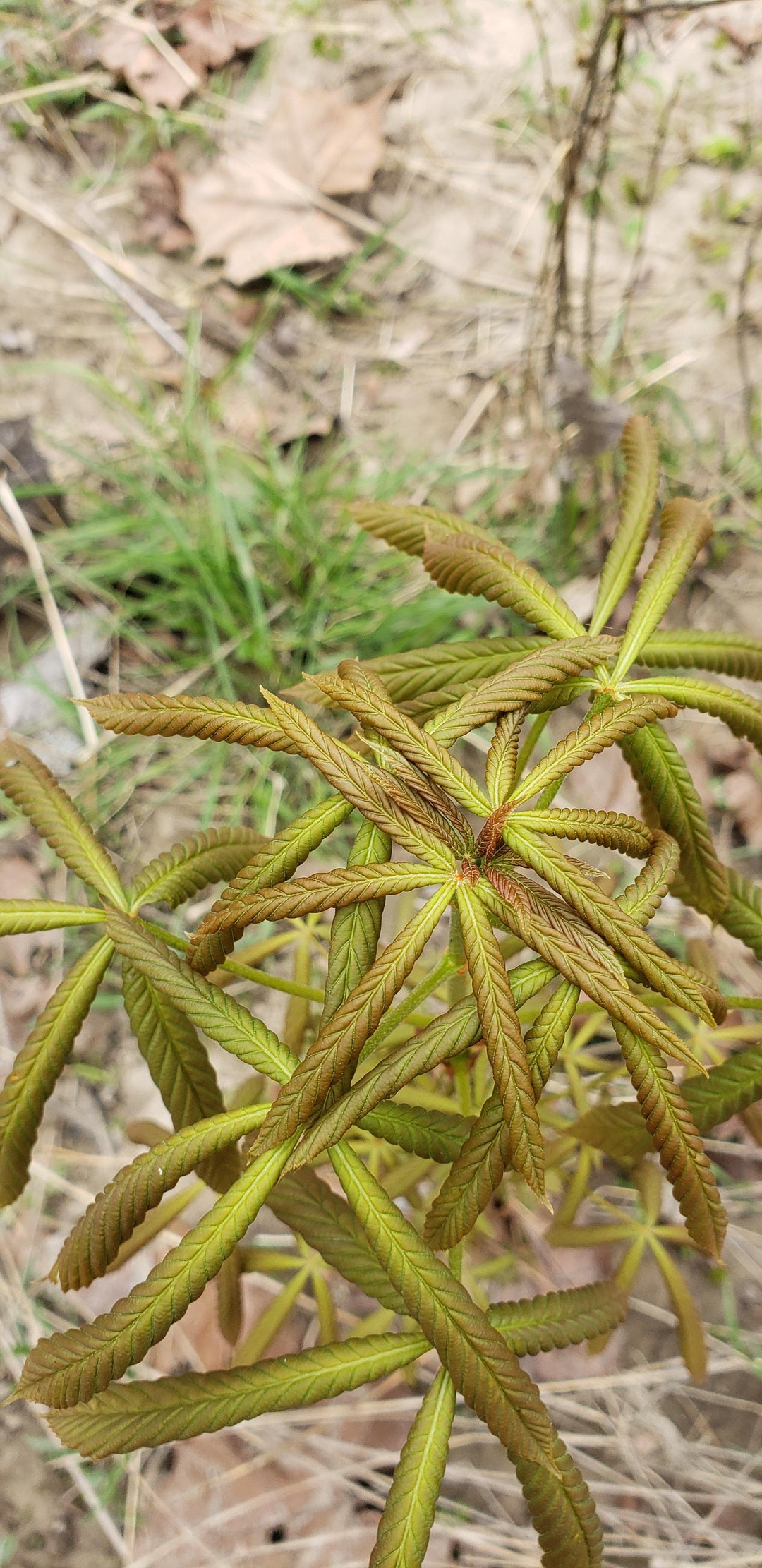 Came across on a hike. Found it to be very pretty