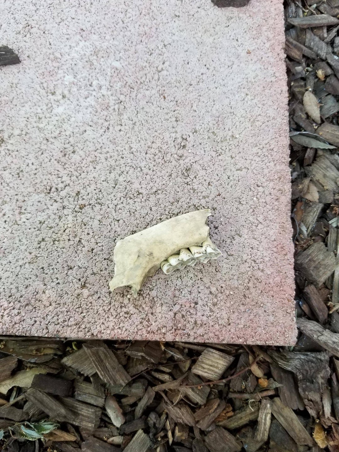 What animal is this from Jawbone found while hiking in Northern California.