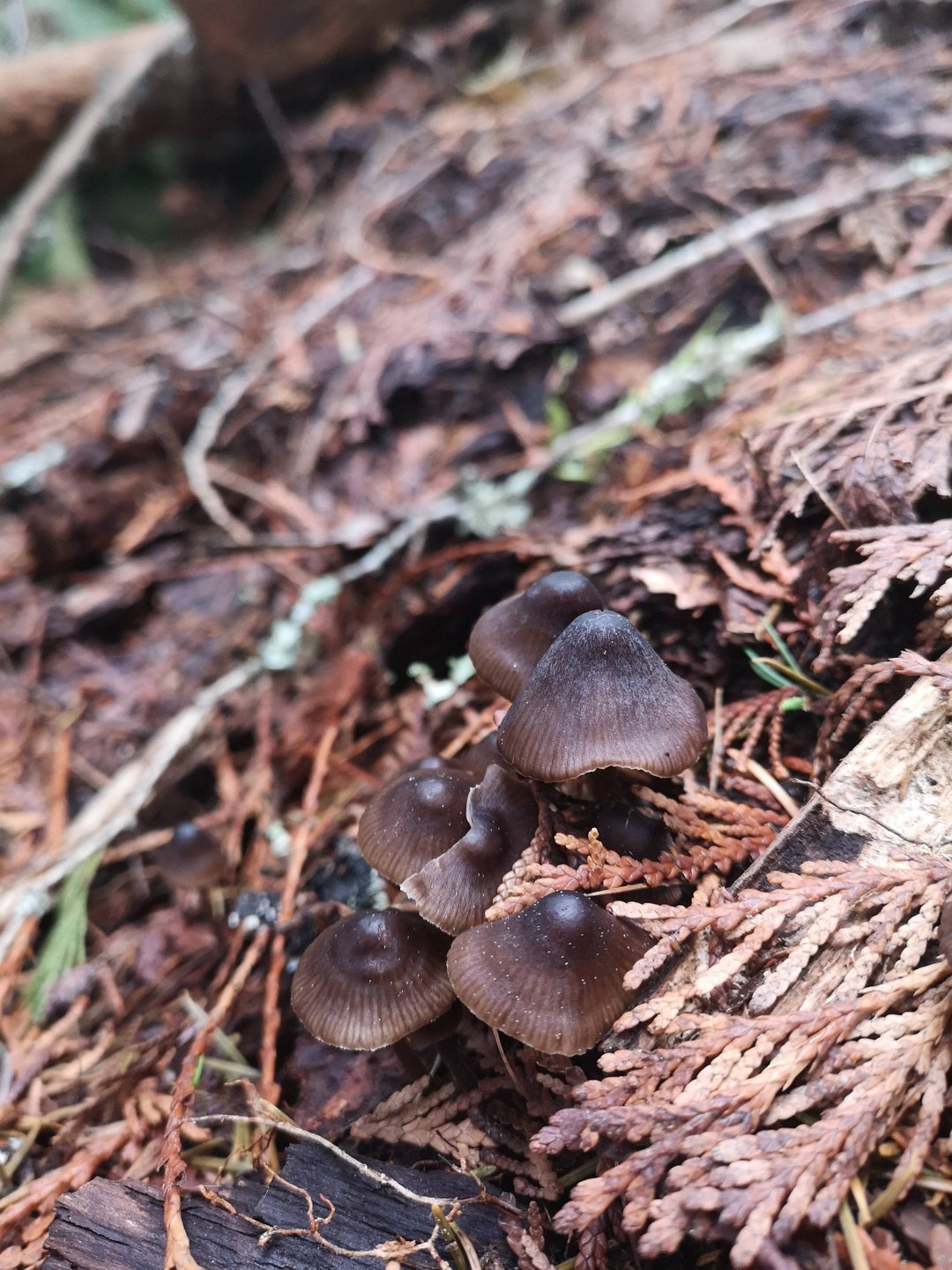 Found these guys while hiking