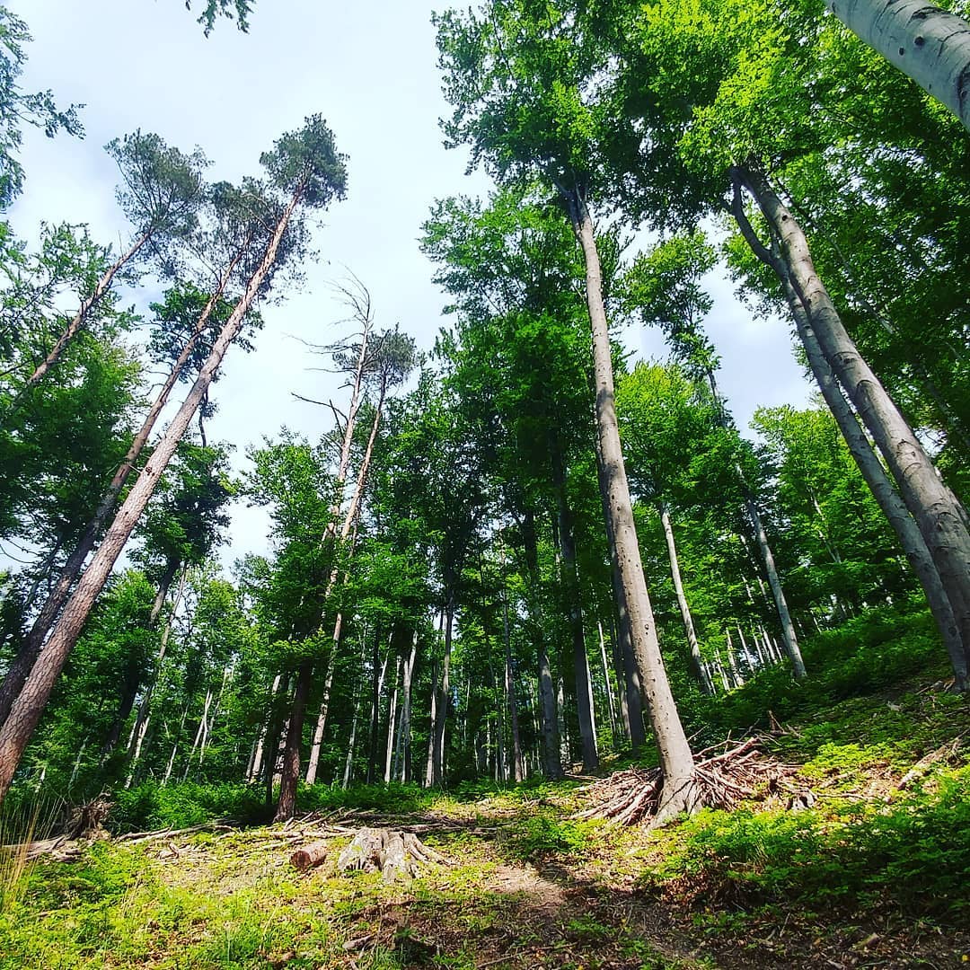 Hiking one of the dozen trails near Vienna. landscapephotography landscape outdoors outdoorphoto…