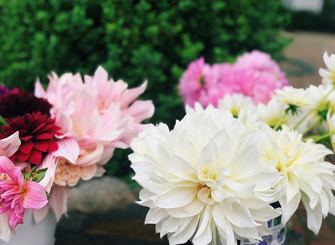 Dahlias,Design and Dinner… Saturday June 27, 2020 starting at 400 Spend the evening enjoying the…