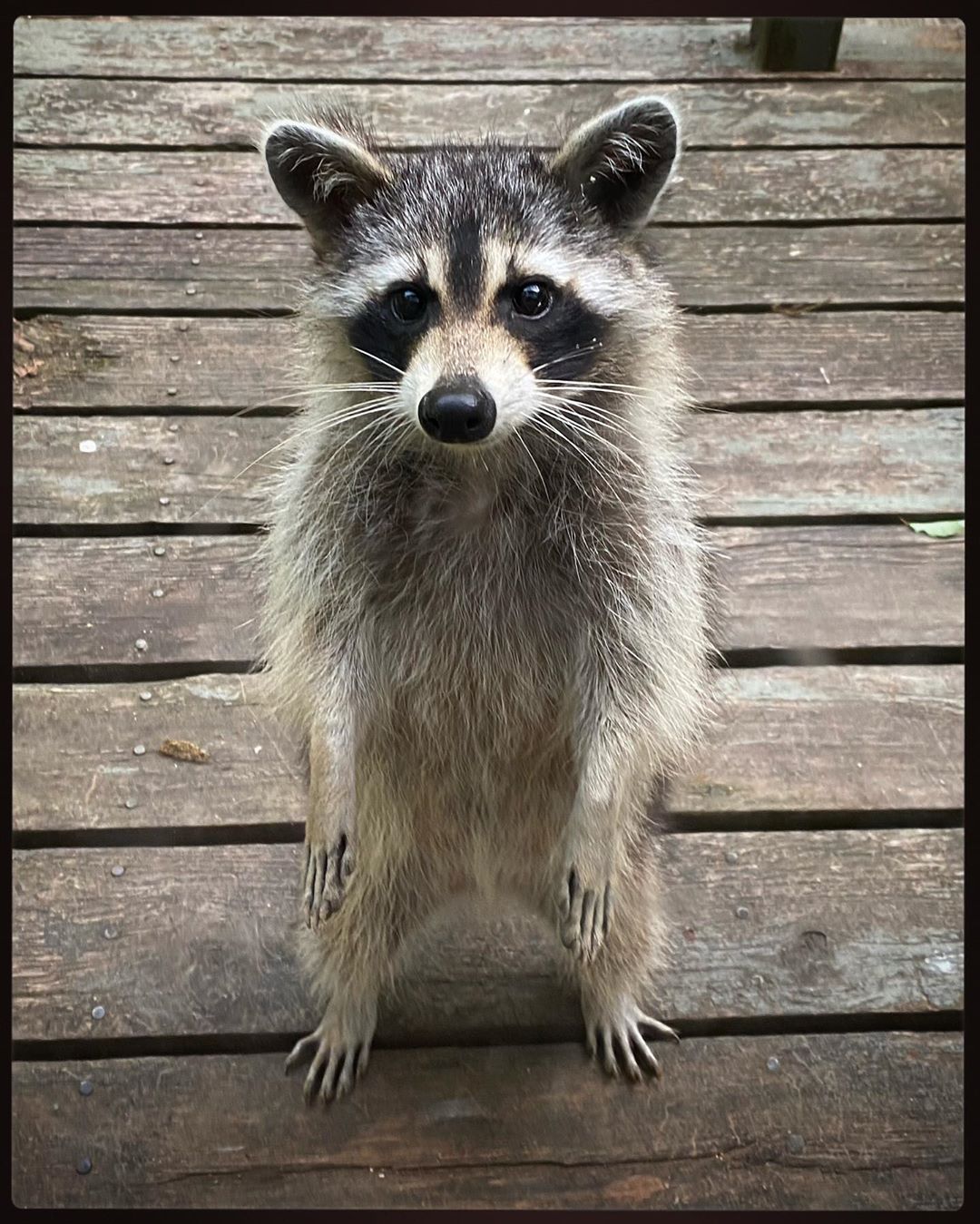 Someone came to say hi early tonight . …..raccoon nature wildlife outdoors virginia …