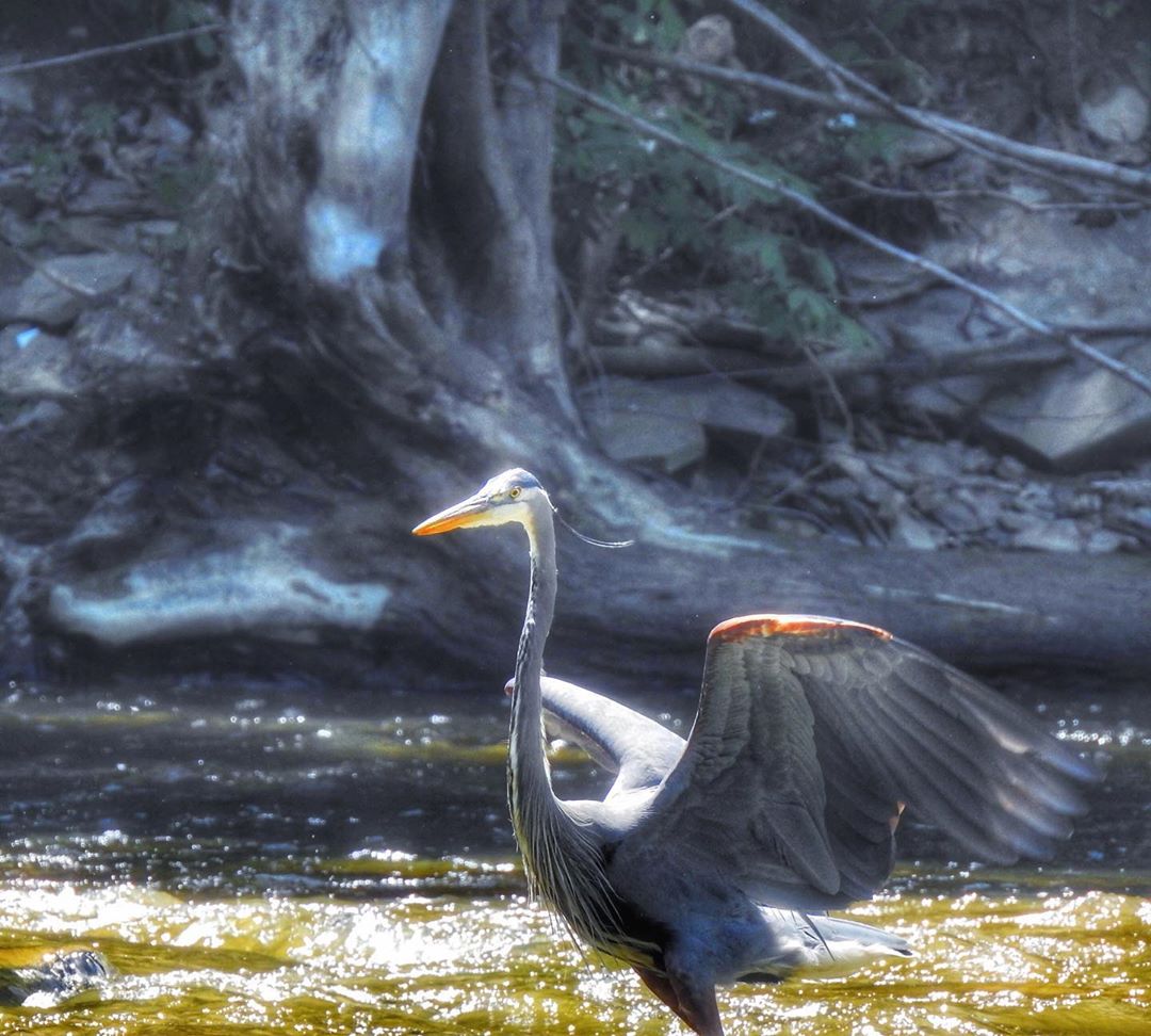 So majestic. nature naturephoto naturephotography heron blueheron wildlife wildlifephoto wil…