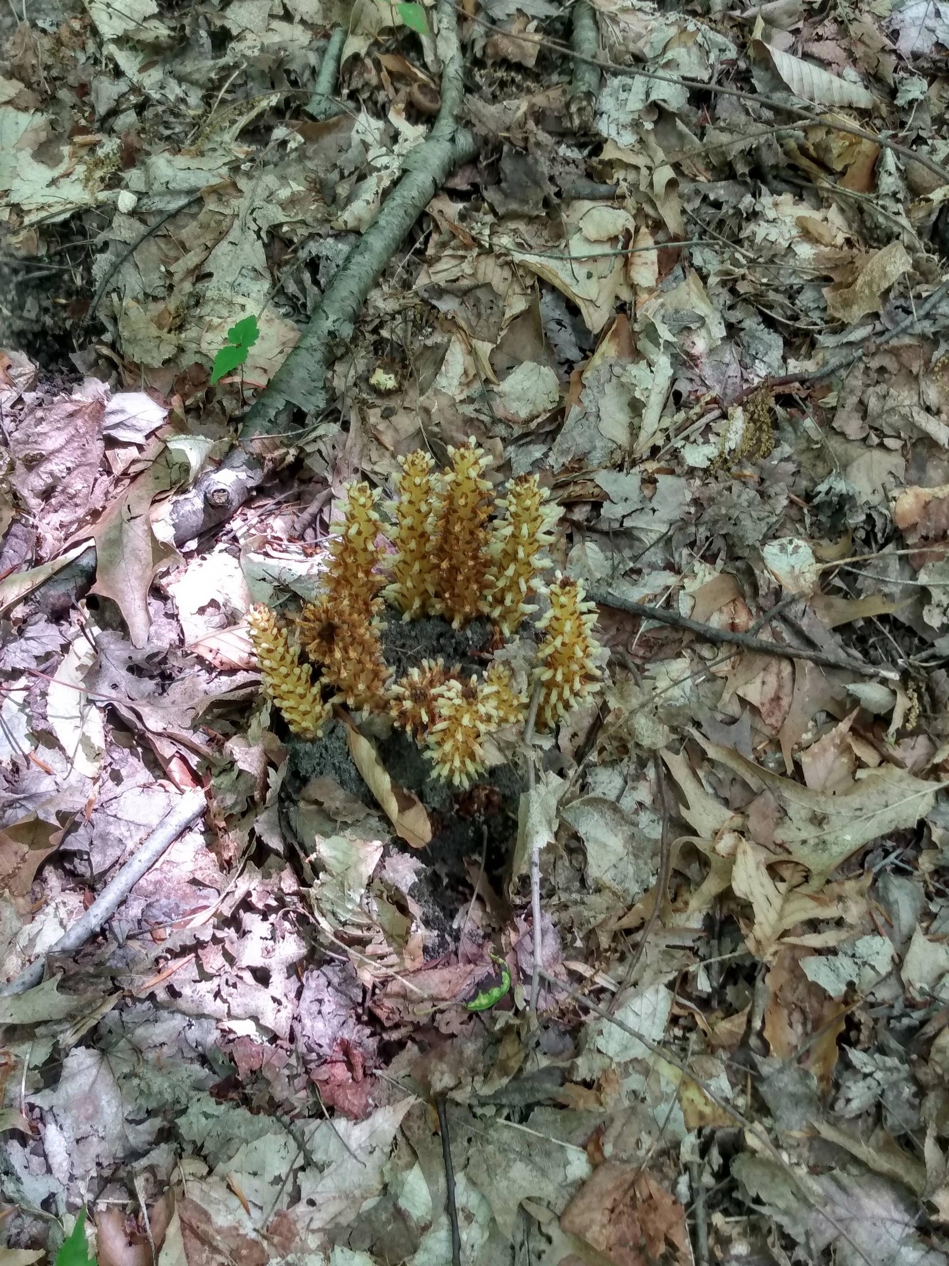 Found on a hike near Cuyahoga Valley NP. What is this weird looking thing