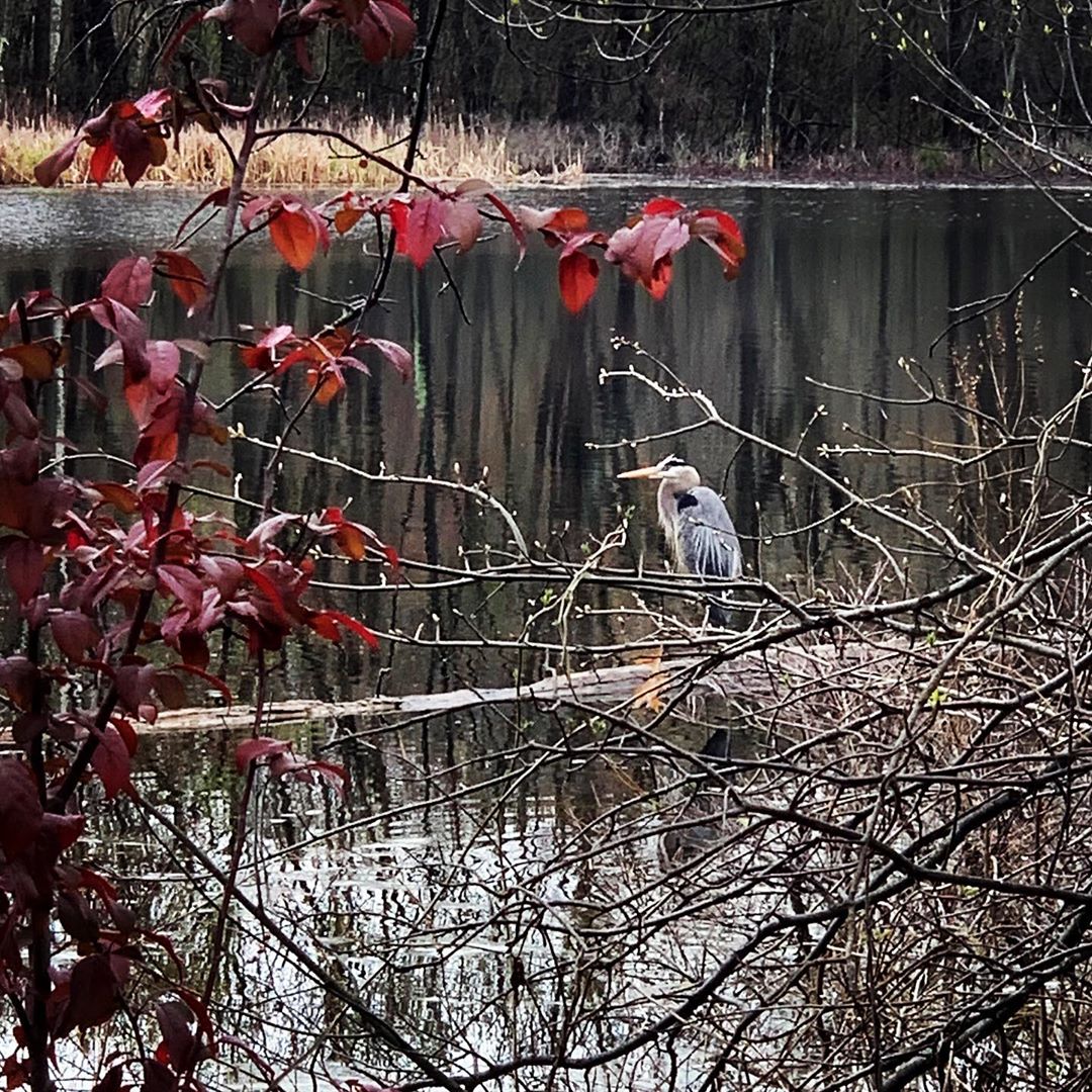 Thank you birds birdsofinstagram birds nature naturewalk outdoors out…