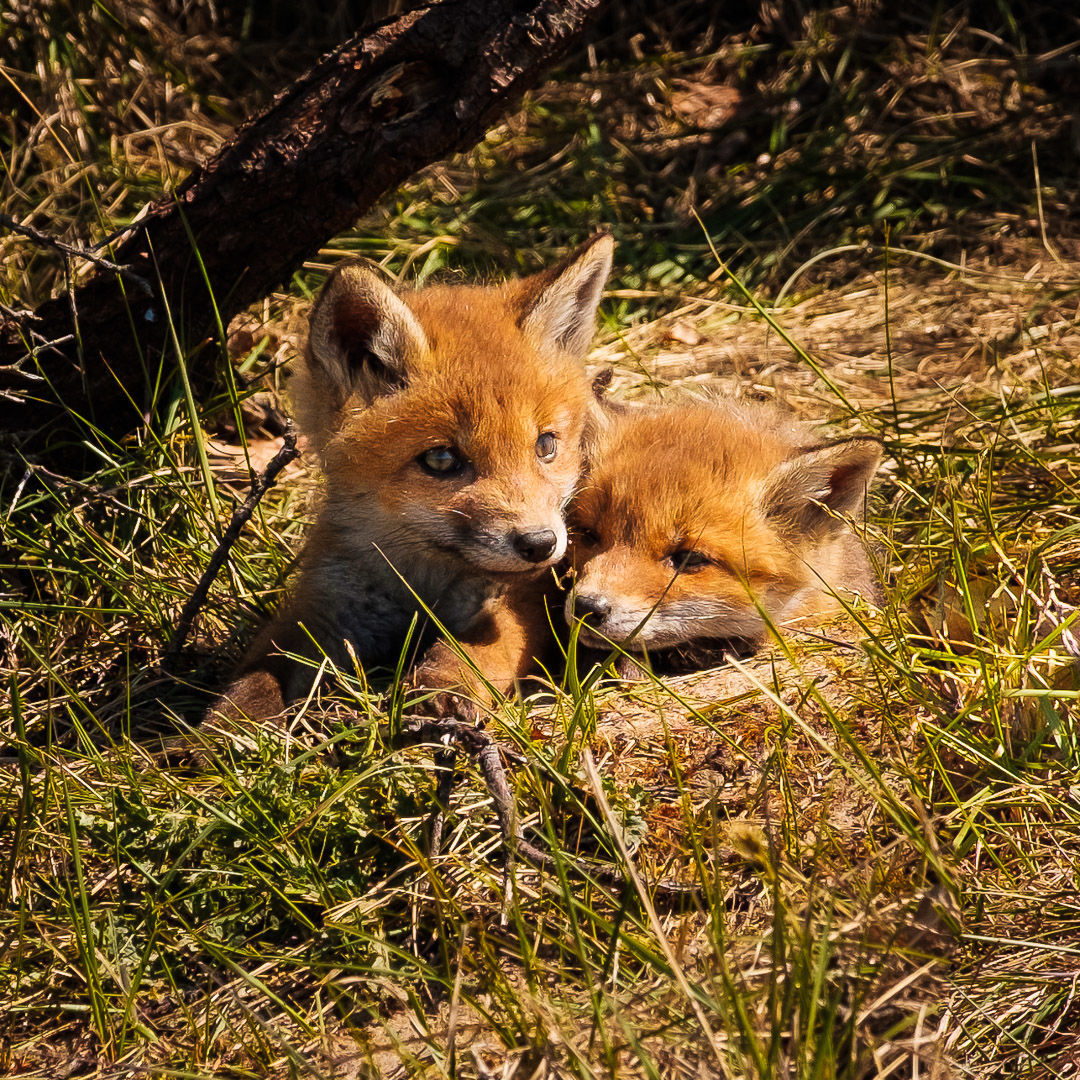 Young Foxes – Young foxes playing in the wild. – The Netherlands – animal corona coronavirus cov…