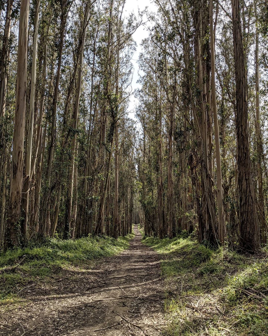 quarrypark hikingadventures nature elgranada california oceanviews talltrees someexcercise …