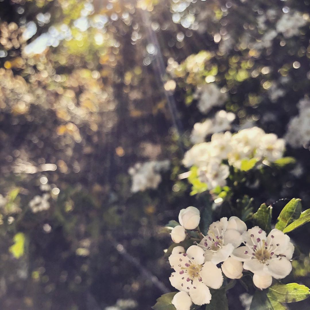 Hawthorn flowers on a sunny day hedgerows hawthorn wirral spring flowers nature outdoors