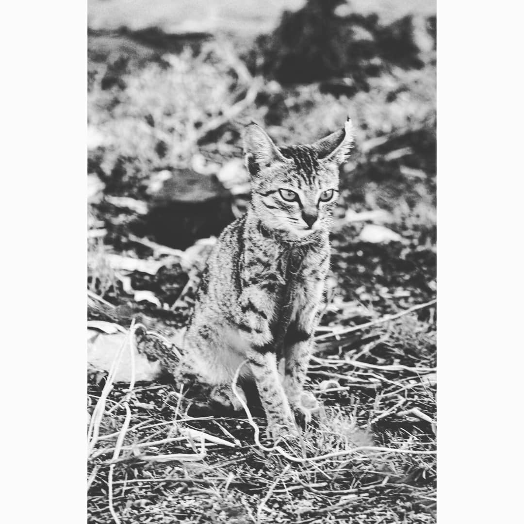 Cat india ..PC.EC.mr_anilkumar_17.animalscatscandidsocczoomindiancatscatsofinstag…