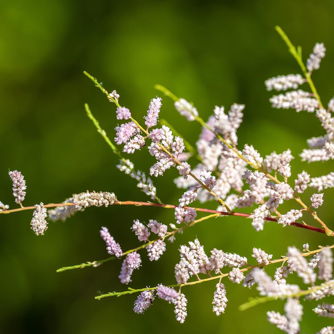 Tamariskphotography nature naturephotography flower flowerstagram flowersofinstagram flowe…