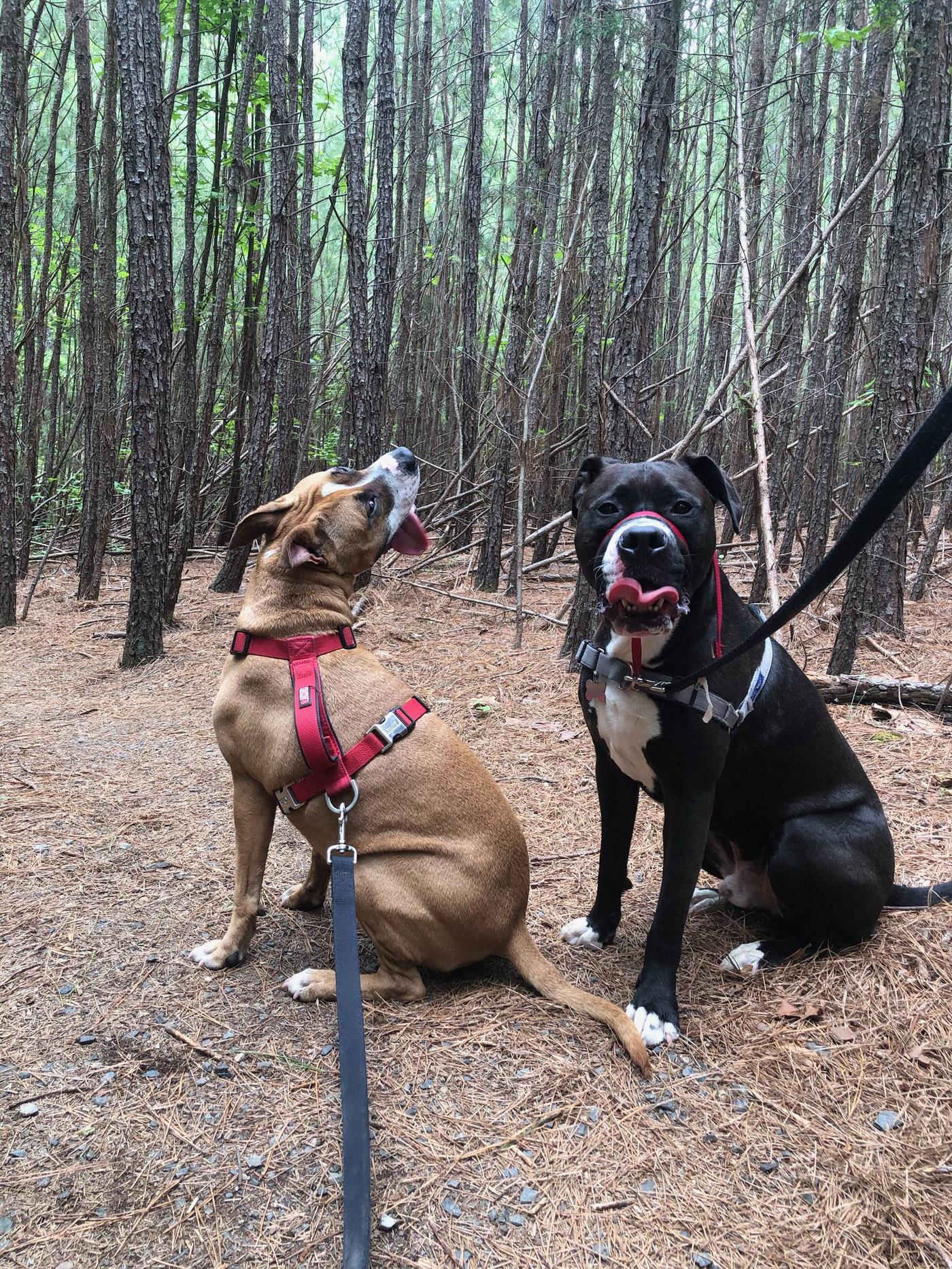 At least one of them enjoyed the hike this morning