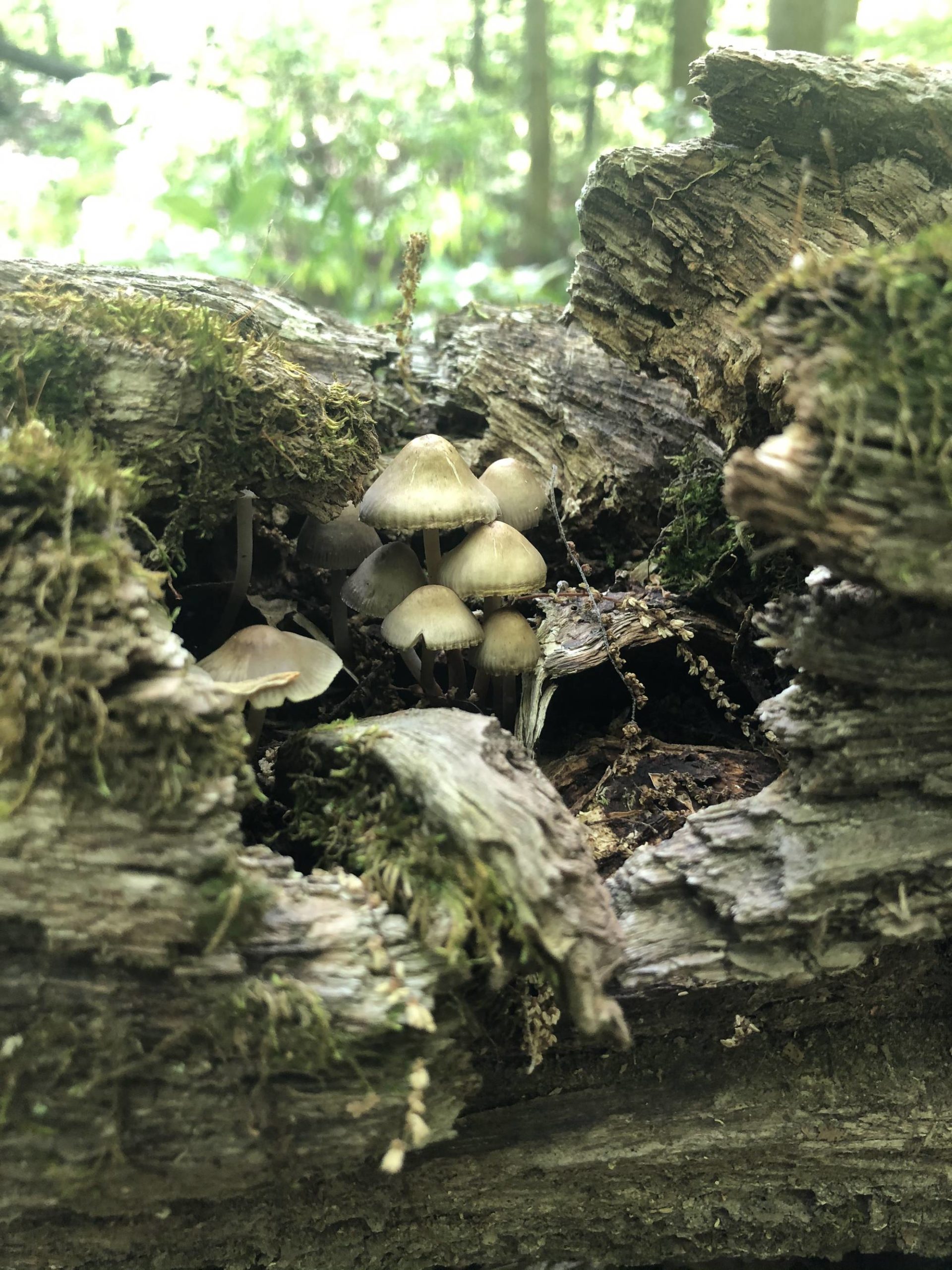 I thought you all would enjoy this shot from my hike today southern Ohio