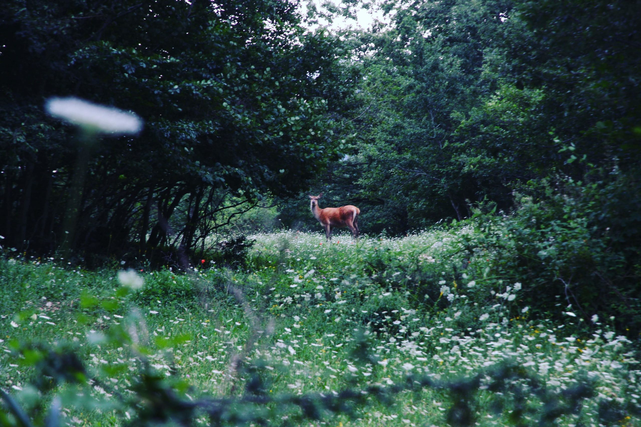 Breathtaking deer shot in Camosciara, Parco Nazionale dAbruzzo, Abruzzo, Italy.