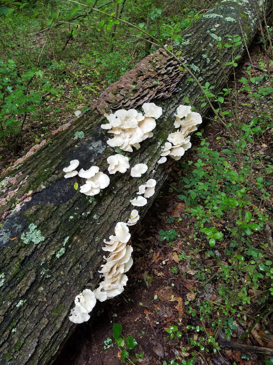 I got so excited when I saw these from a distance on my hike today. had an angry laugh when I got up close to ID them. Angels Wing