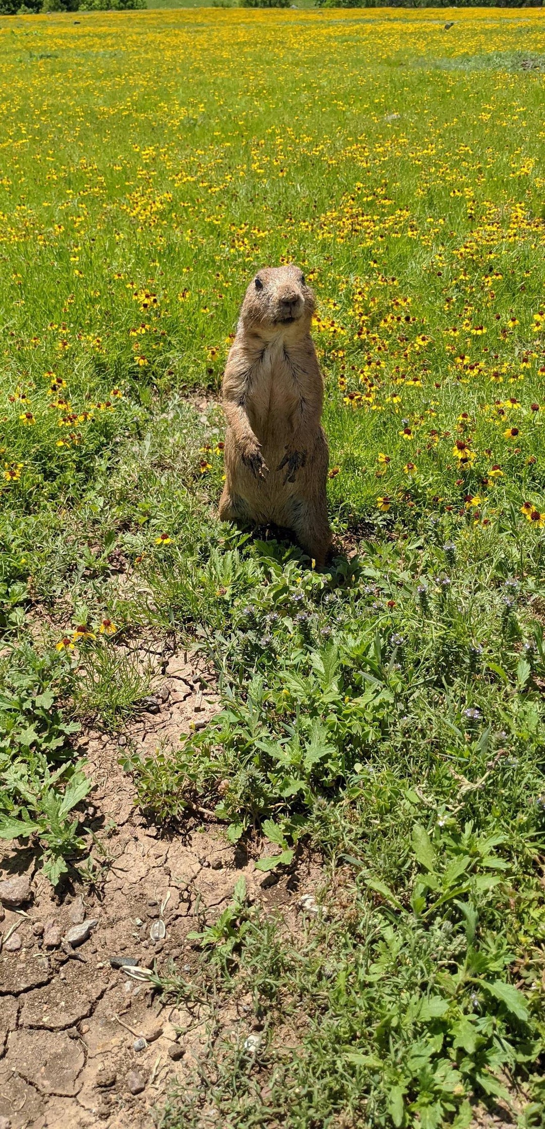 Found an adorable little prairie dog on my hike today