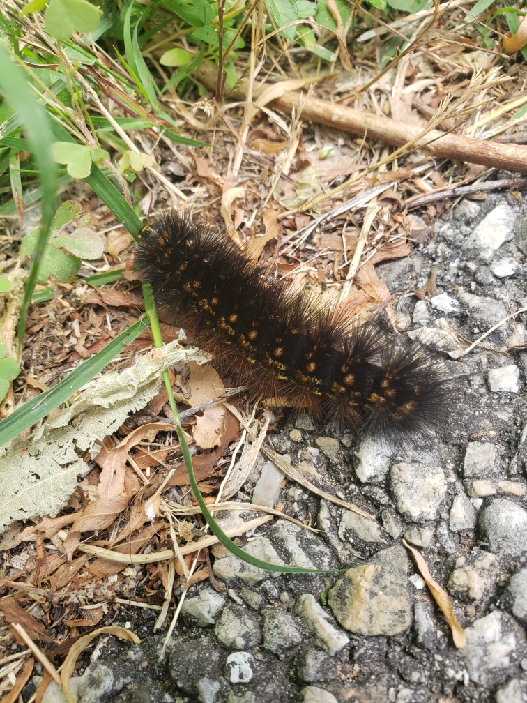 Central Texas Found several caterpillars on a hike. 2inches long