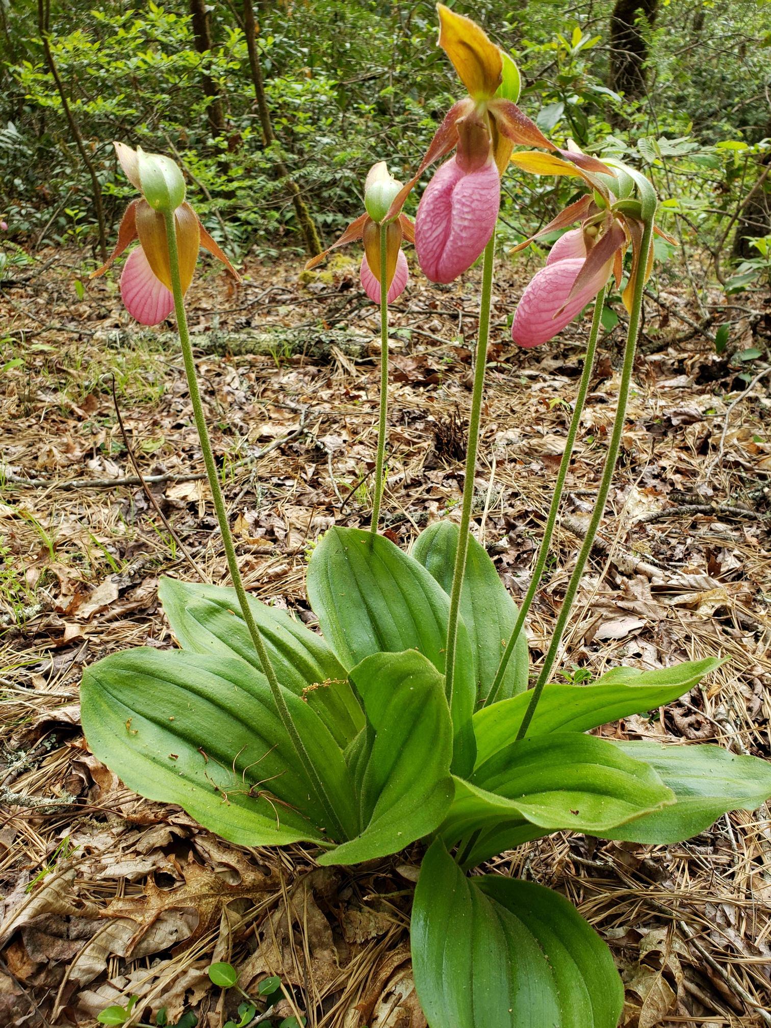 Wild Ladys Slipper orchids in the Blue Ridge Mountains – Cypripedium aculae from yesterdays hike