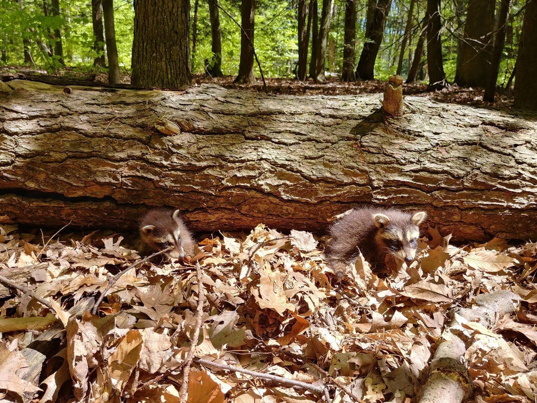 Two out of three baby trashpandas I encountered on a hike. Momma wasnt around but I stopped only for a picture of their cute little faces and kept moving. They had no fear of people at all. Adorable.