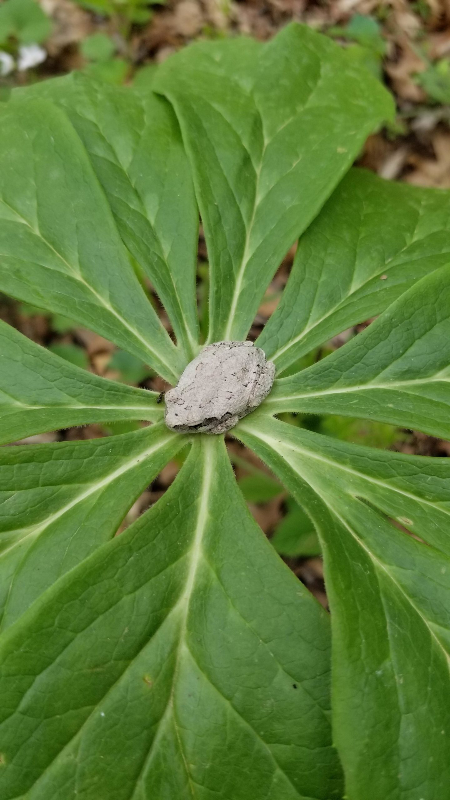 Found a lil loaf chilling on a mayapple on my hike