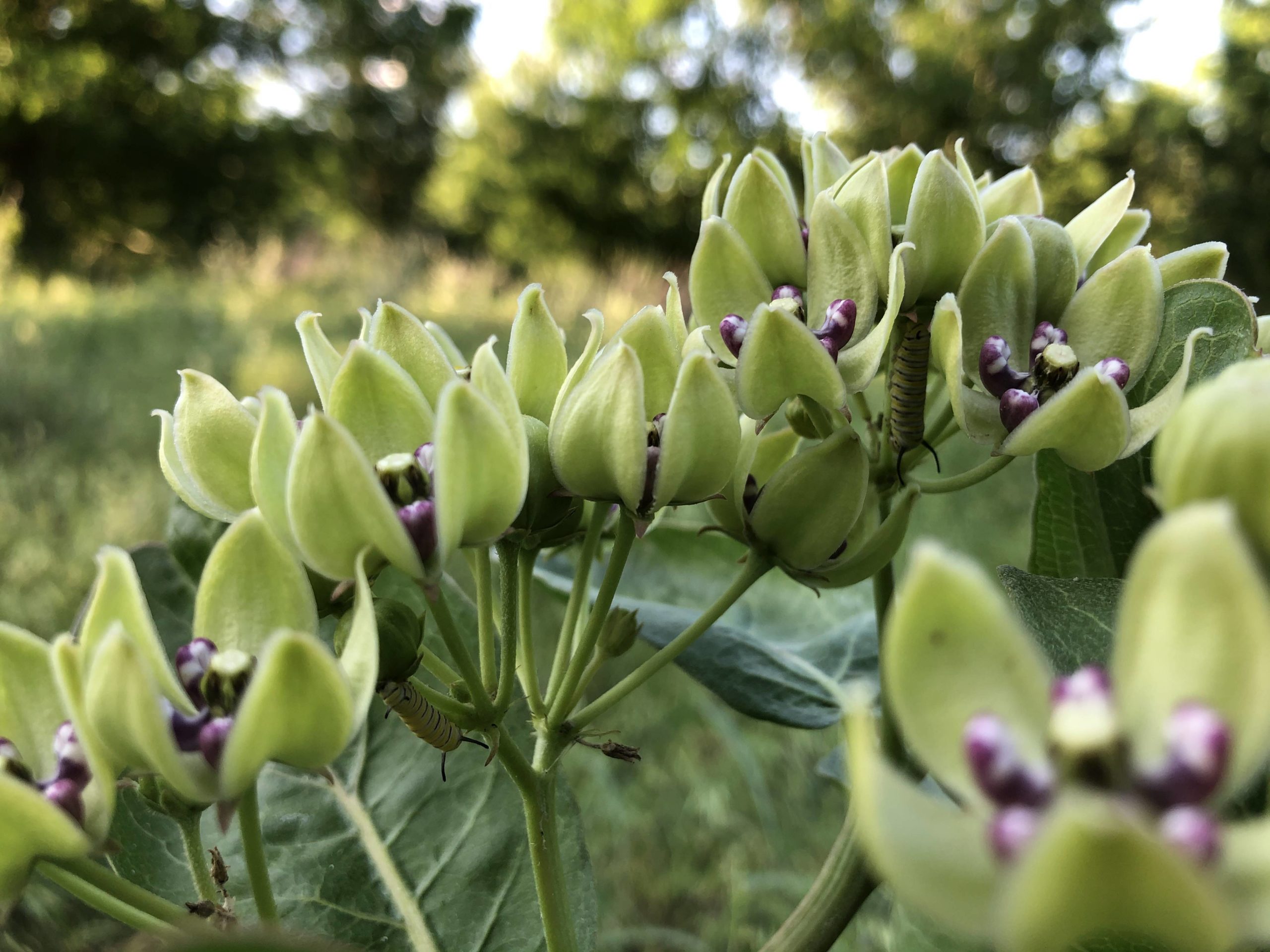 Found these kiddos on a hike today, always fun searching around wild milkweed for future flutterbies