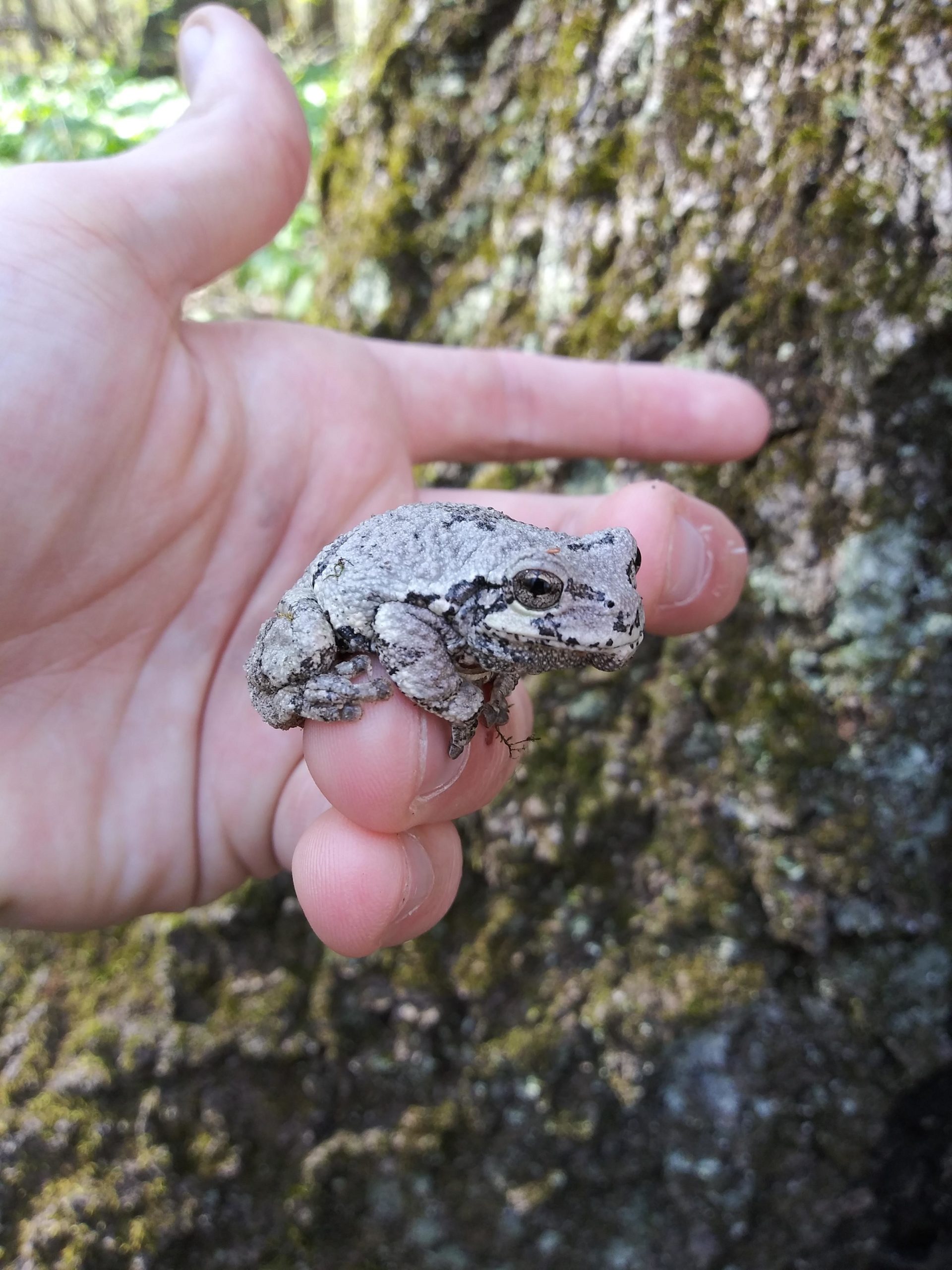 Pretty little fella I seen today while hiking