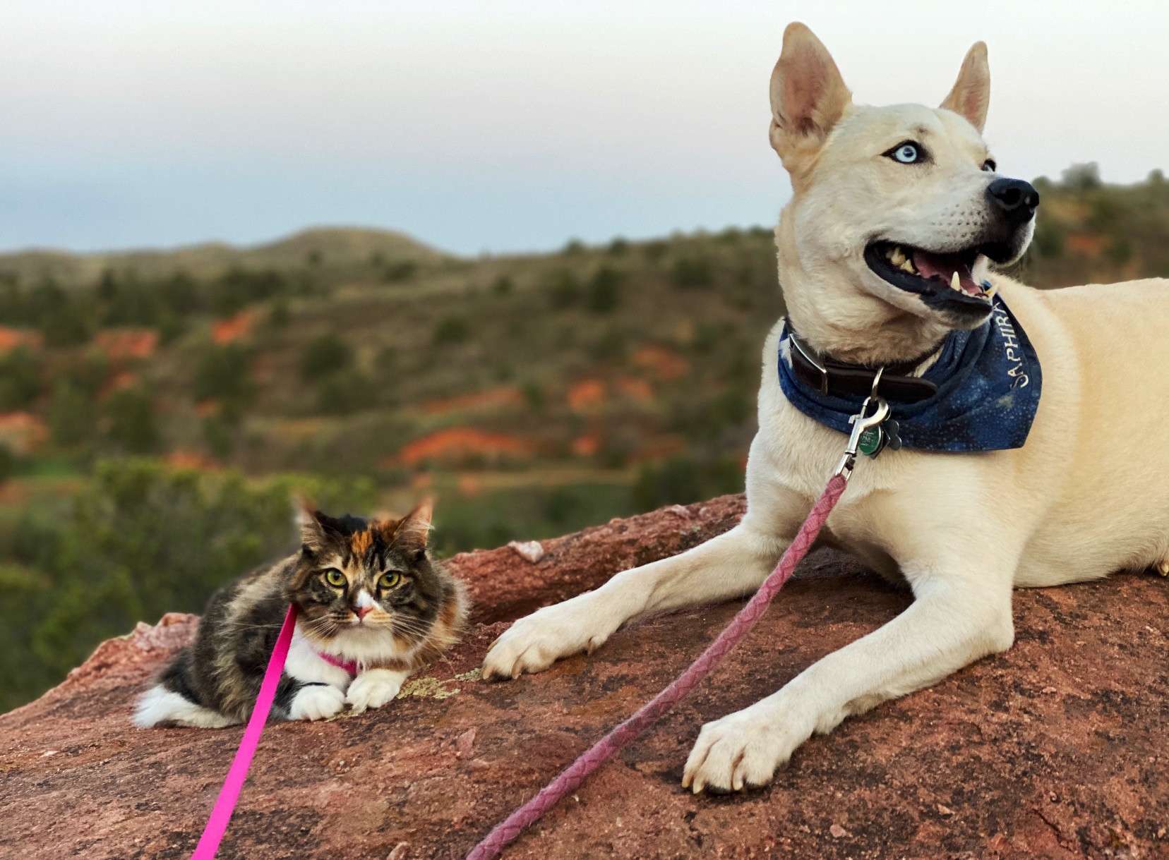 6ft leashes are appropriate for social distance hiking