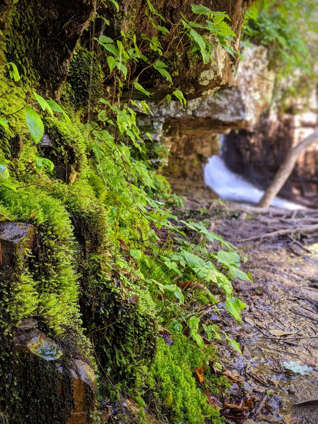 Some moss I came across on a hike today