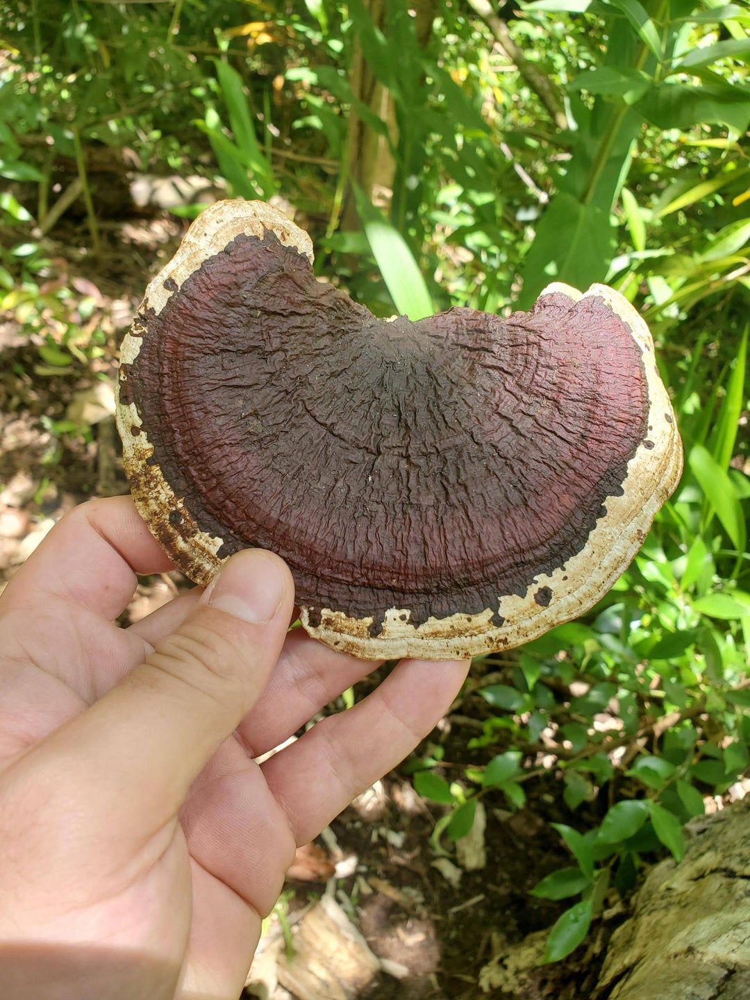 ID REQUEST Went hiking today and found this, what is it Oahu, HI