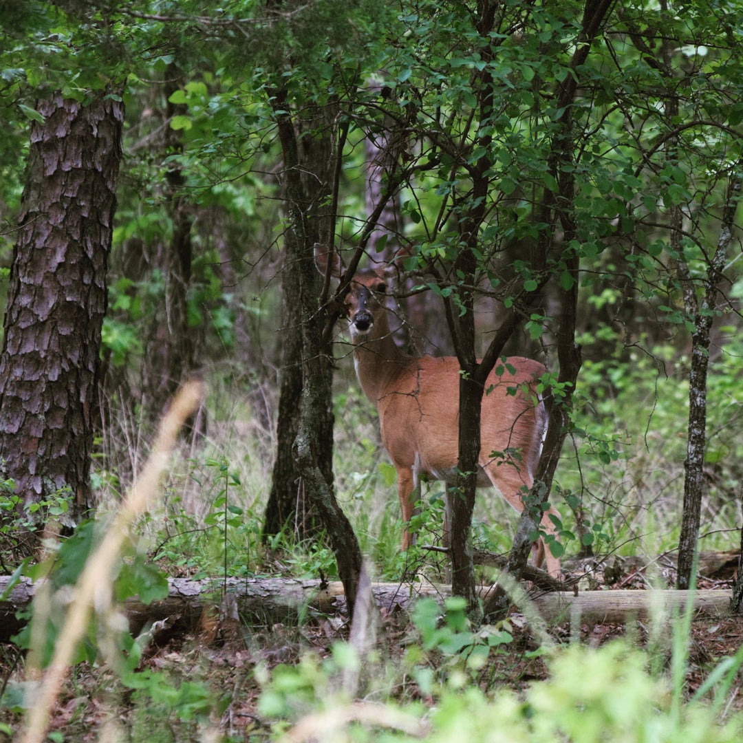 Hiking through Ouachita National Forest