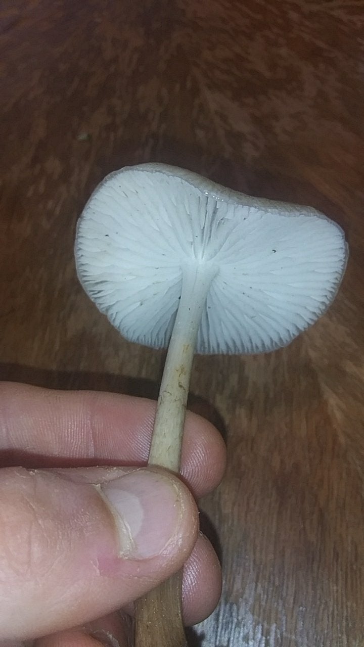 Please help identify Found these Beauties while on a hike. Initially thought they may be wavys, so i was just gonna leave them be, but they did not apparently bruise blue, so i picked one to identify. Perhaps theyd be good in spaghetti