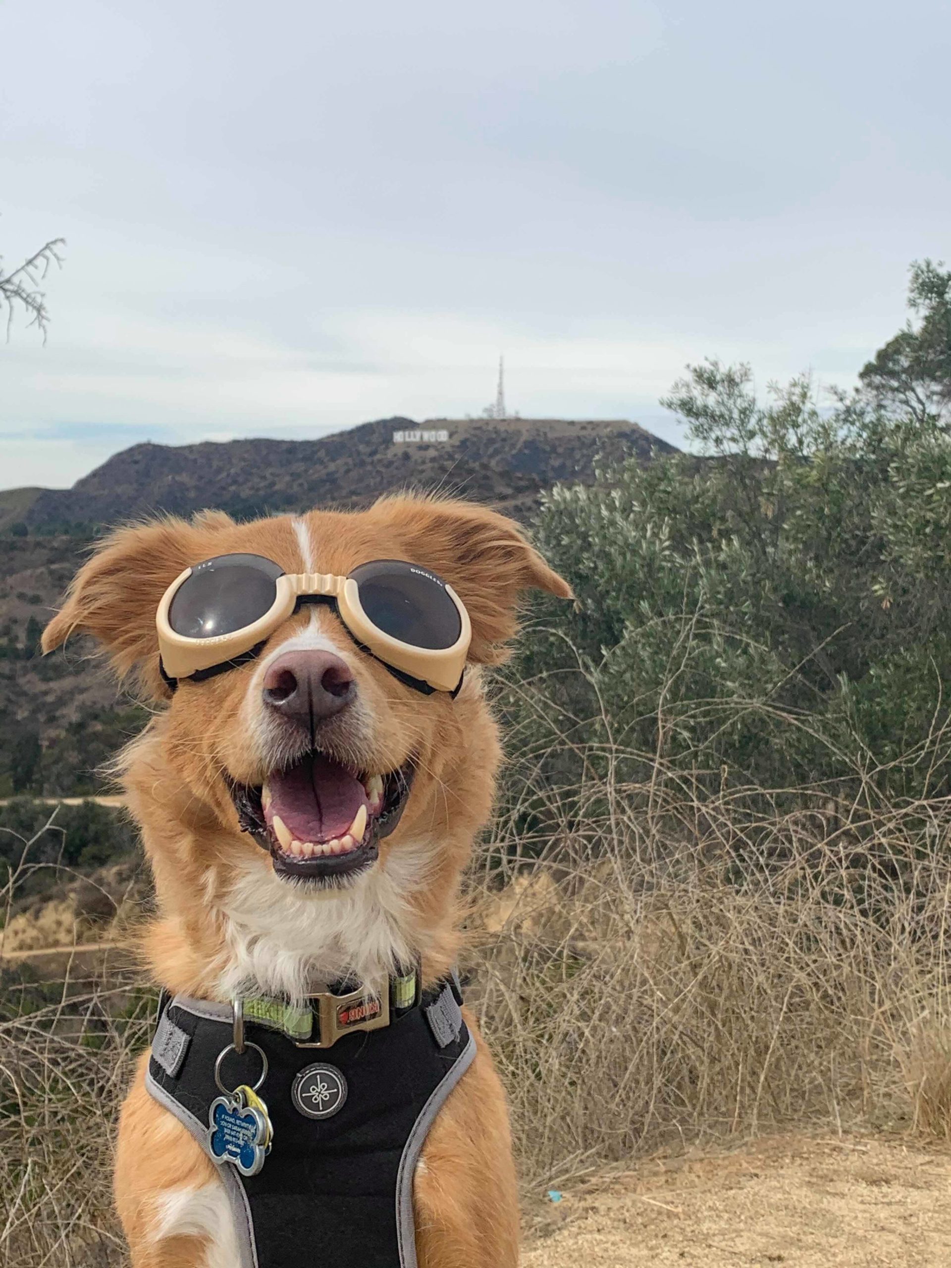 Doggles and hiking are a good mix.