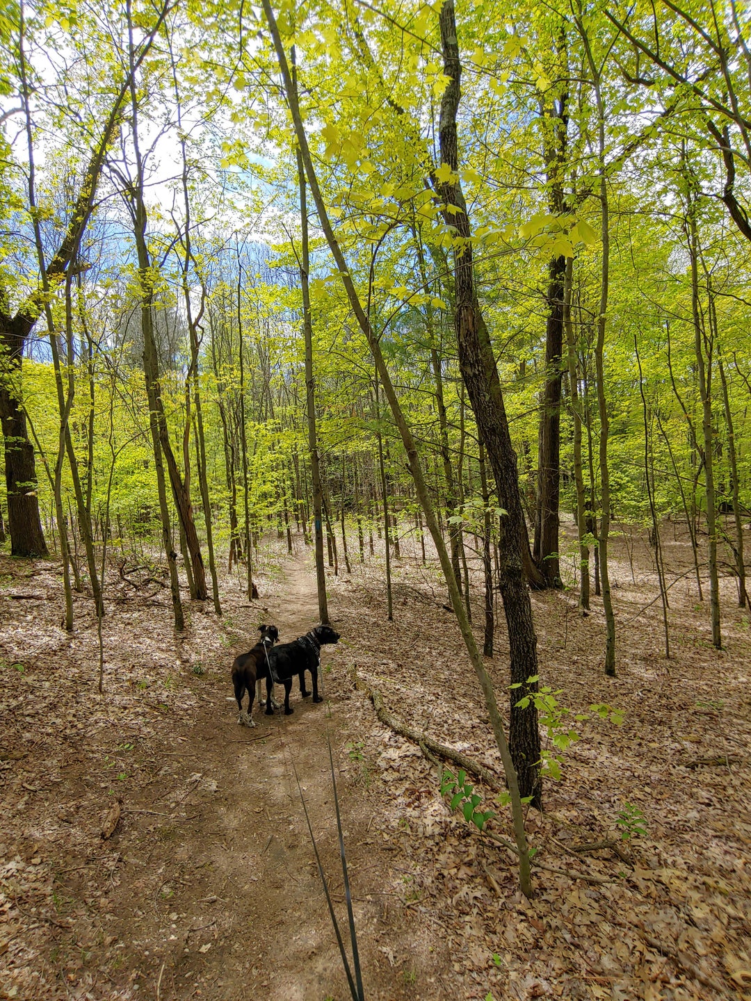 Hiking the North Country Trail, Barry County Michigan